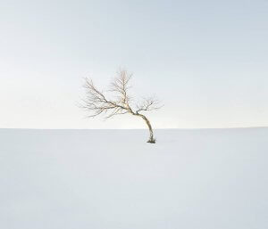 Самотнє дерево