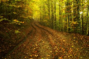 Дорога в осінь...