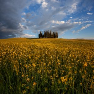 Квітуче поле. Фото Юрія Шевченка