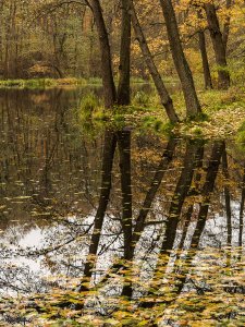 Осіннє відображення