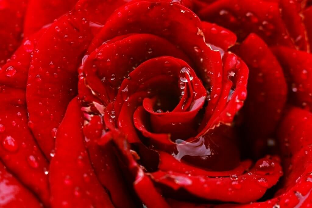 Троянда. Макрофотографія Дмитра Сіданченка
