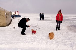 Собаки на снігу