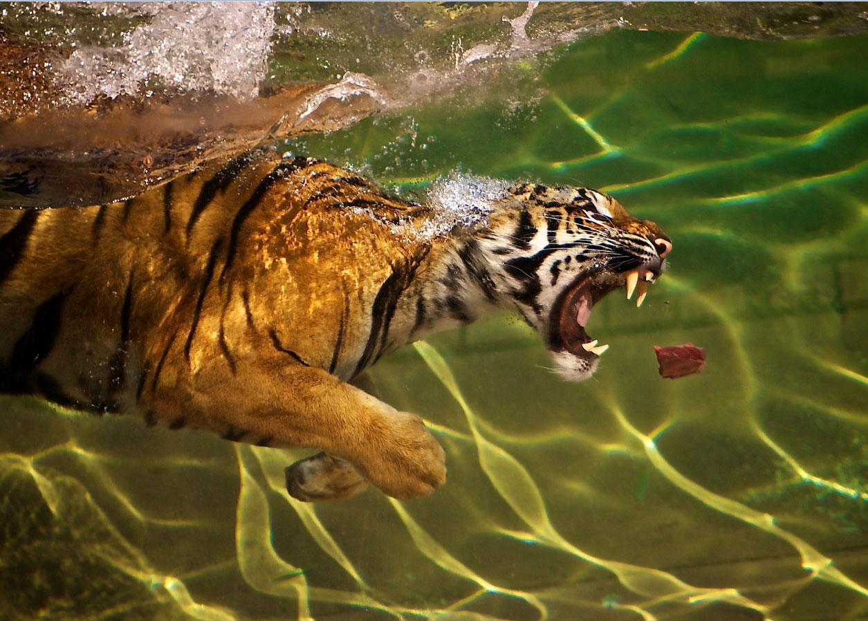 Тигр на полюванні